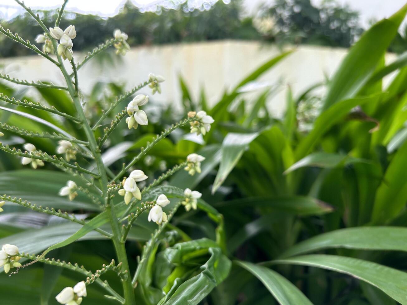 tuin bloeiend dichtbij omhoog visie foto