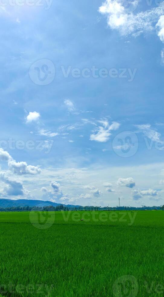 mooi rijst- veld- of rijstveld veld- landschap met blauw lucht wolk foto