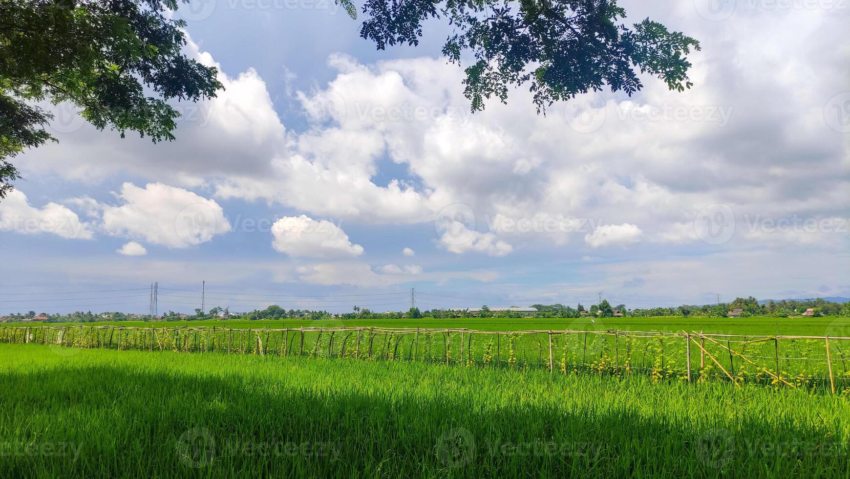 mooi landschap van rijst- veld- of rijstveld veld- met cloudscape en blauw lucht foto