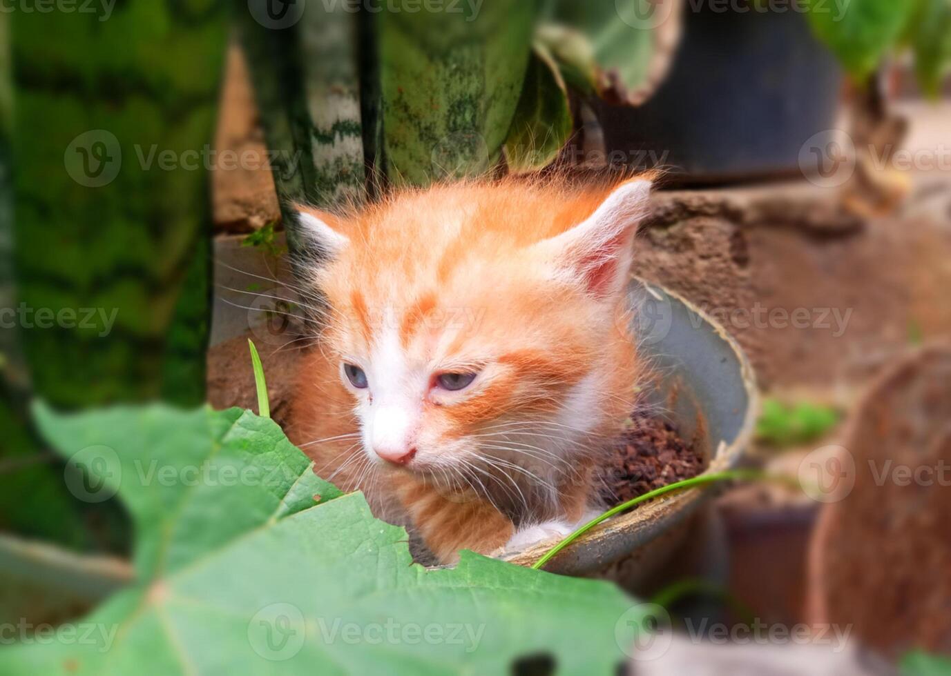 kittens missend hun moeder foto