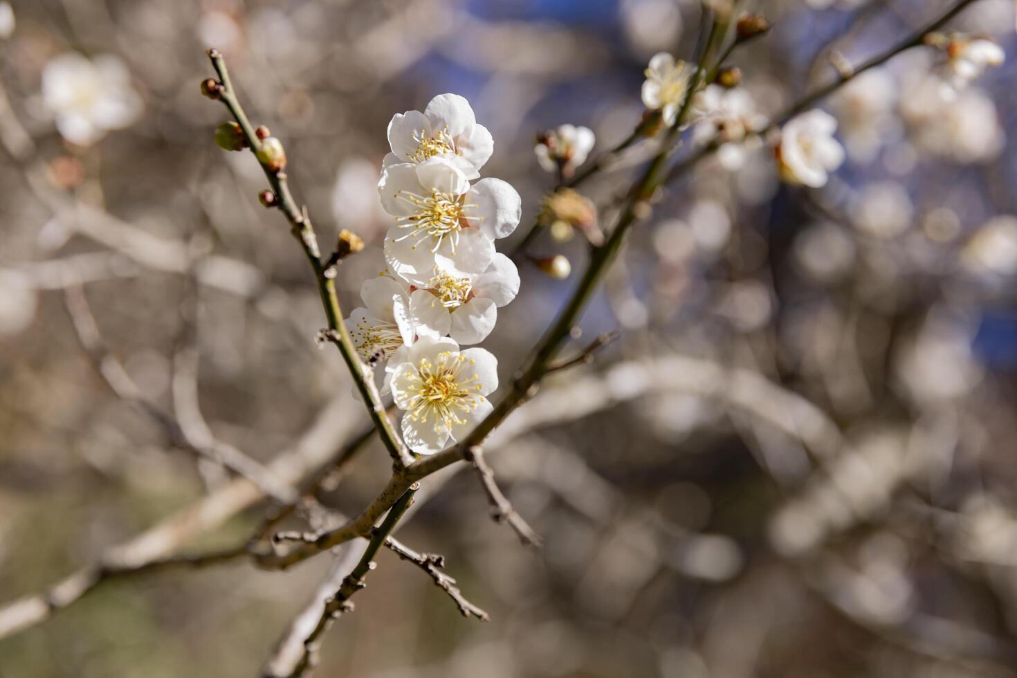 wit Pruim bloemen Bij atami Pruim park in shizuoka dag dichtbij omhoog foto