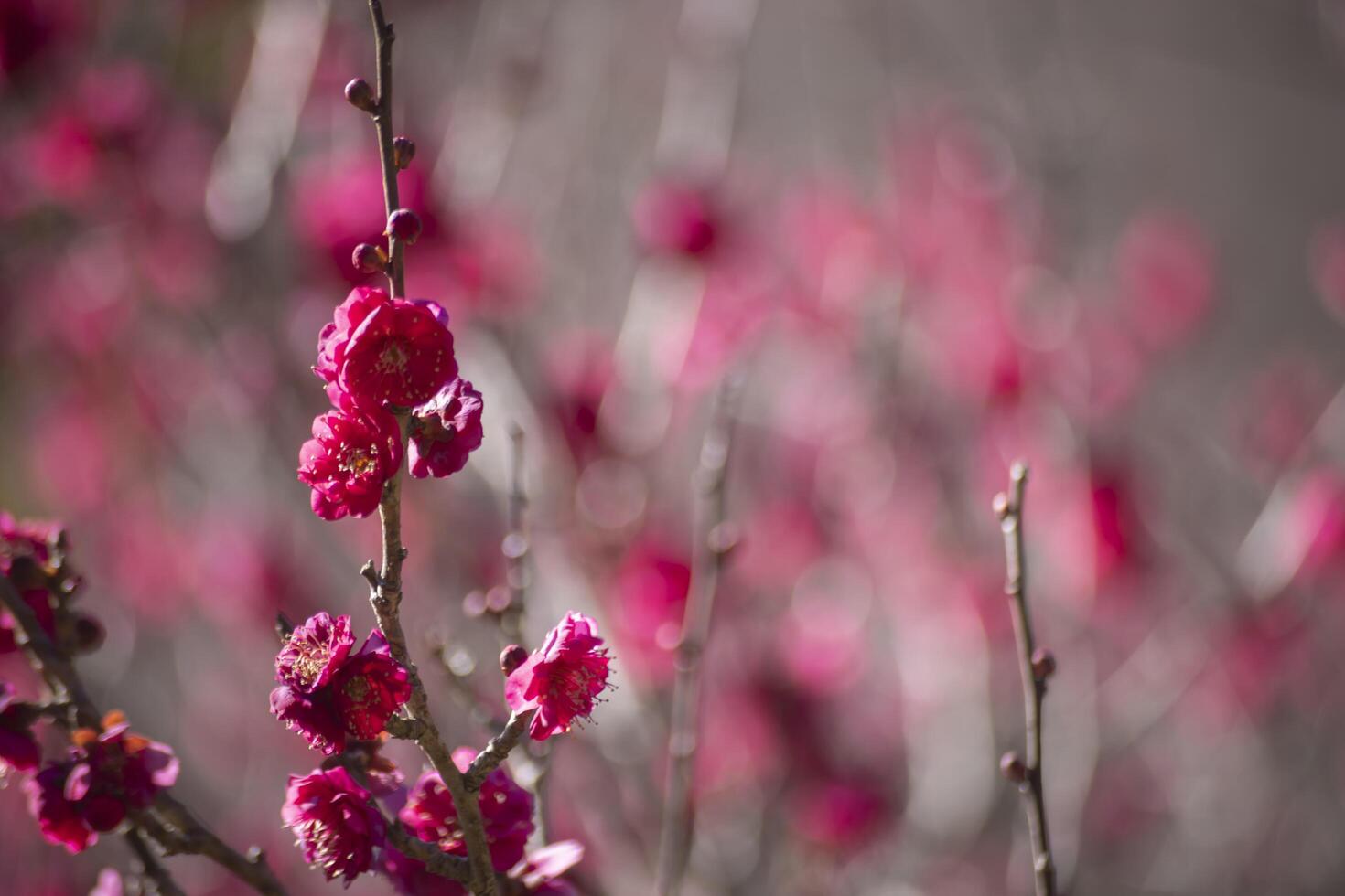 rood Pruim bloemen Bij atami Pruim park in shizuoka dag dichtbij omhoog foto