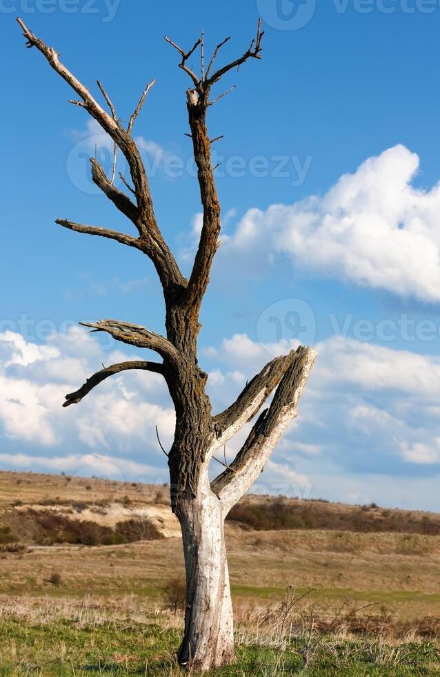 een dood boom foto