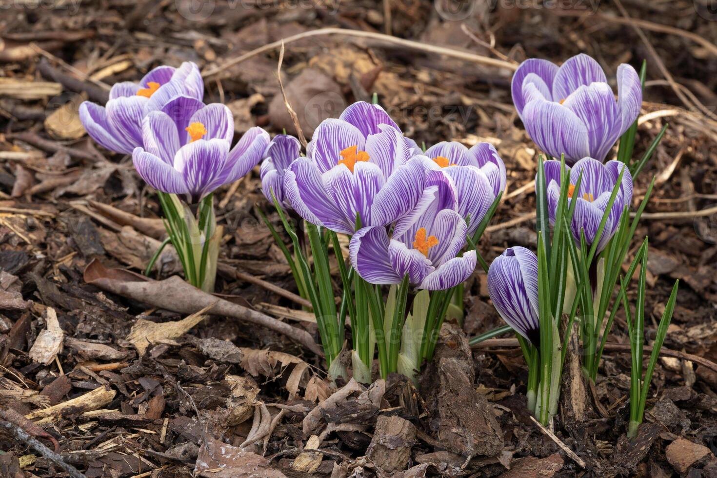 krokus, bloemen van de voorjaar foto