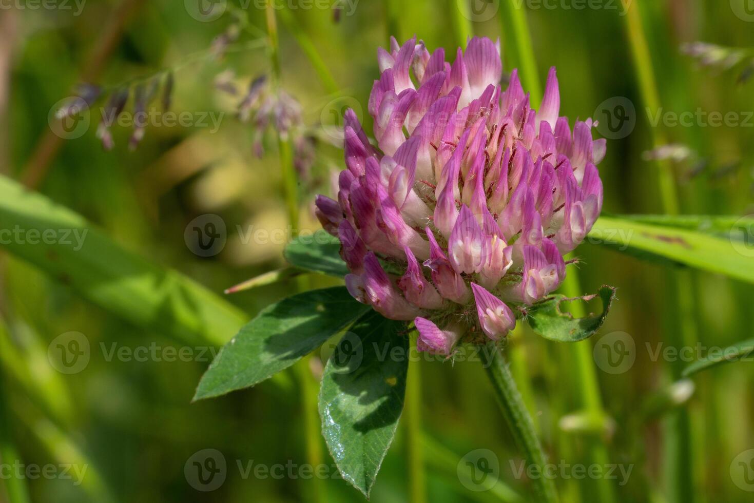 rood Klaver, trifolium pratense foto