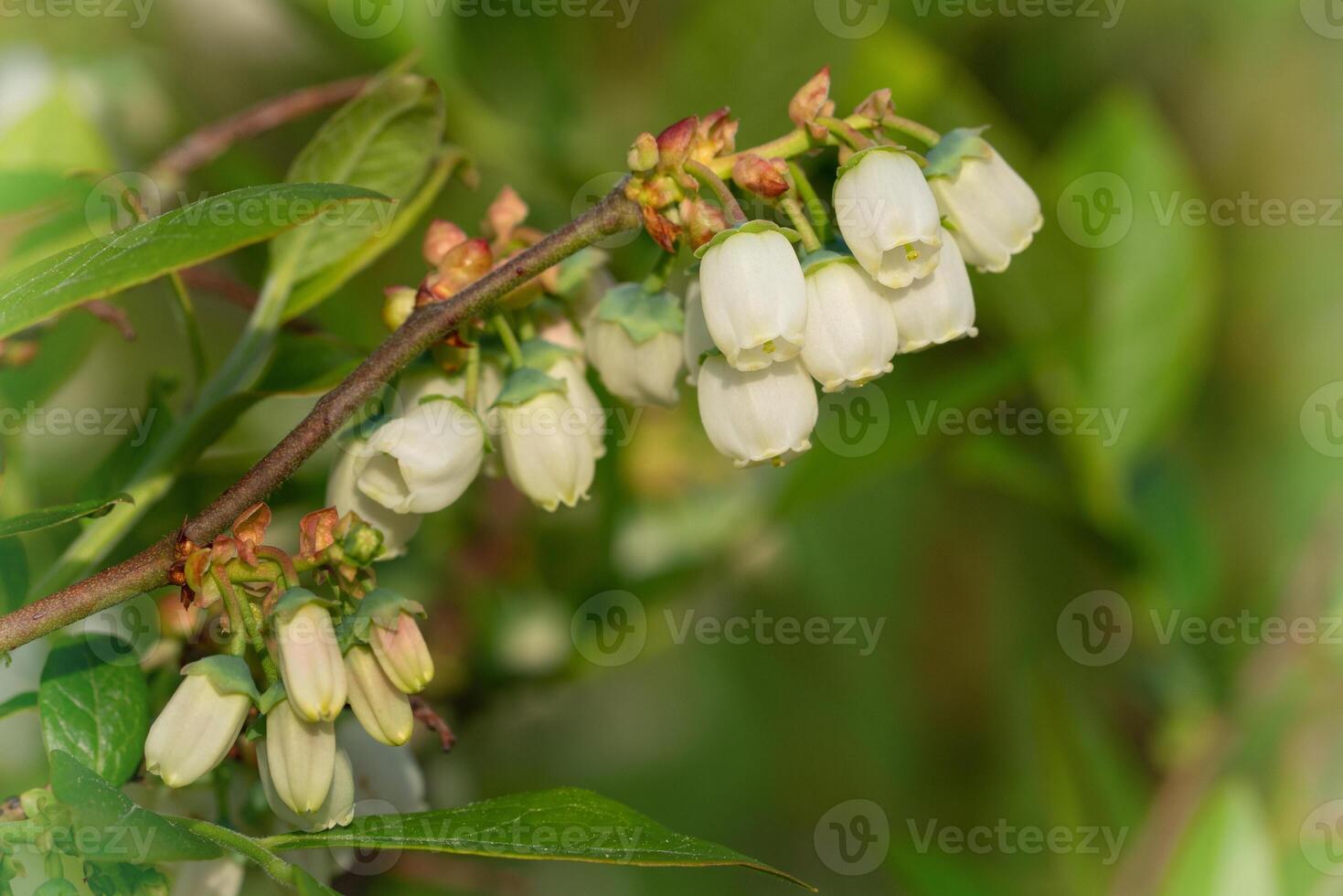 bosbes, vaccinium myrtillus foto