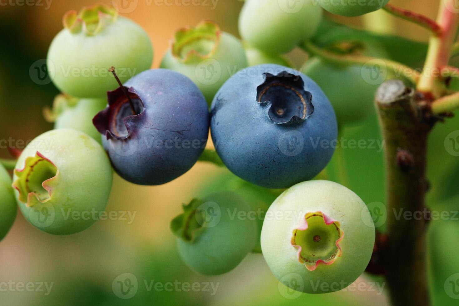 bosbes, vaccinium myrtillus foto