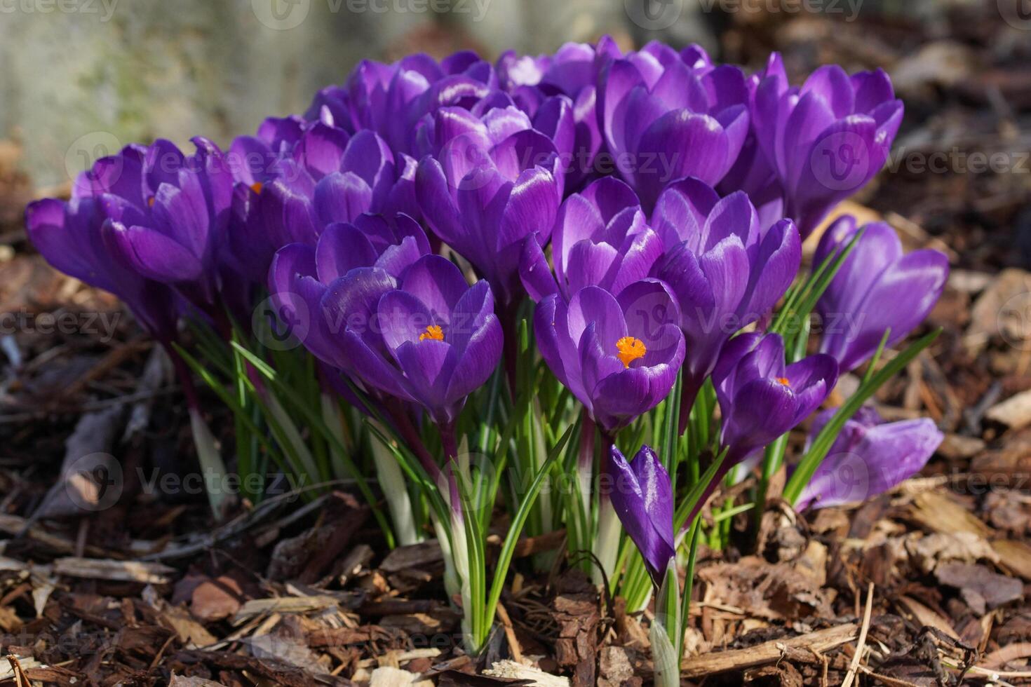 krokus, bloemen van de voorjaar foto