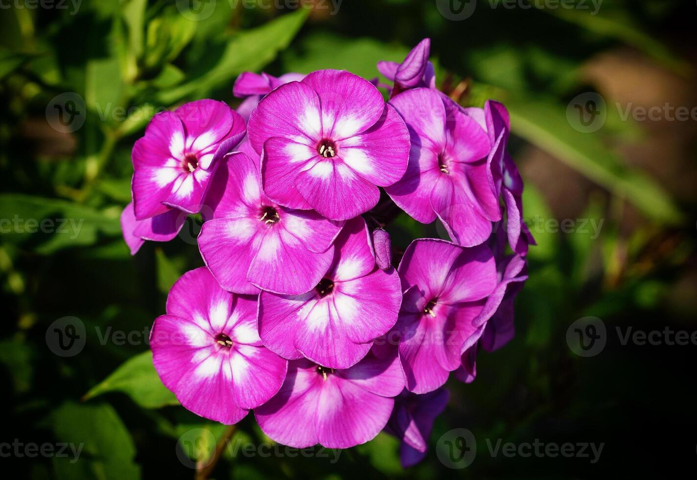 tuin flox, flox paniculata foto