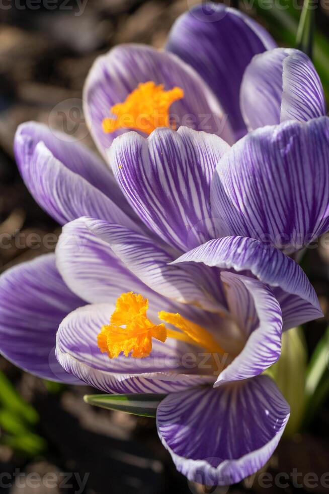 krokus, bloemen van de voorjaar foto