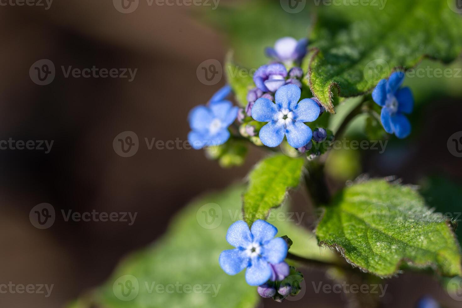 siberische bugloss, brunnera macrophylla foto