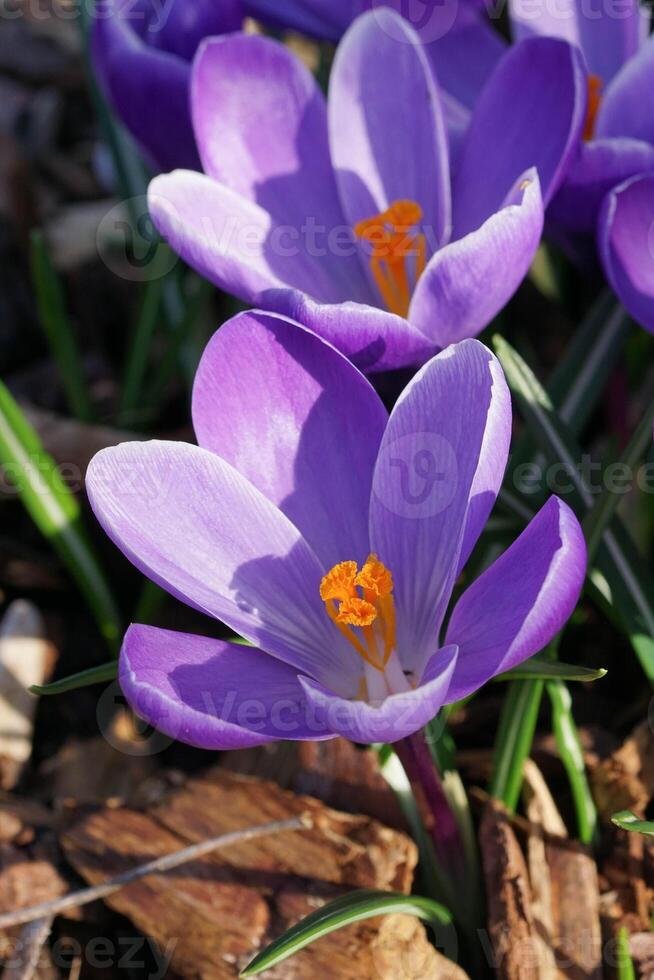 krokus, bloemen van de voorjaar foto