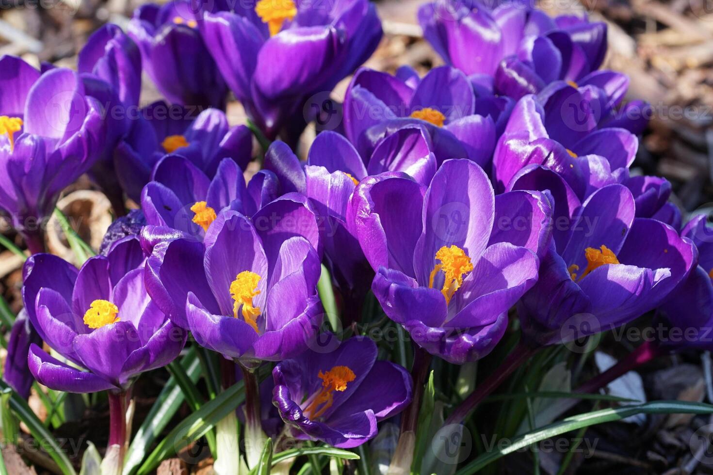 krokus, bloemen van de voorjaar foto