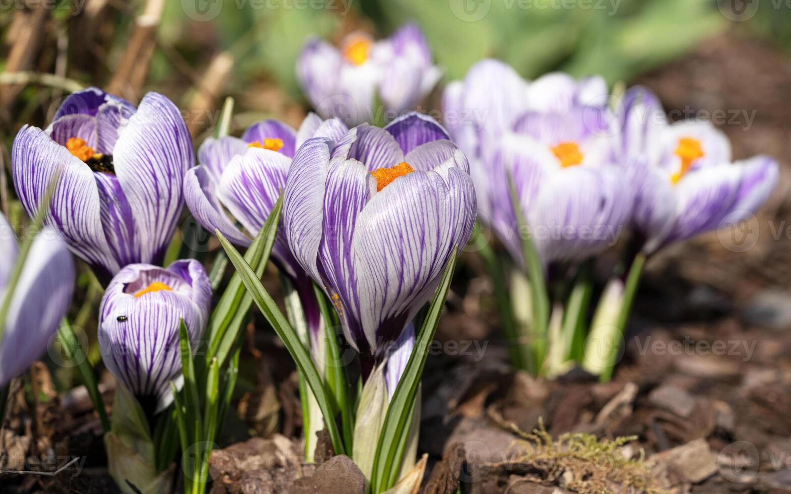 krokus, bloemen van de voorjaar foto