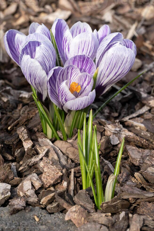 krokus, bloemen van de voorjaar foto