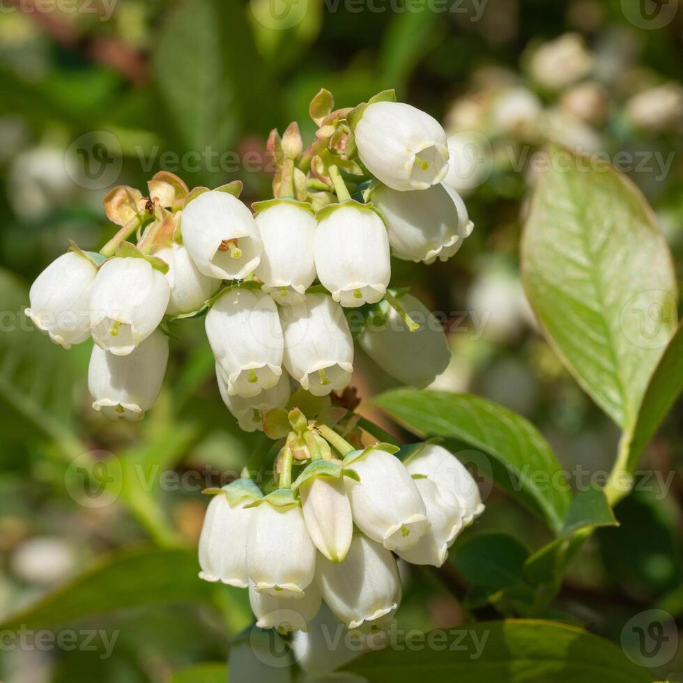 bosbes, vaccinium myrtillus foto