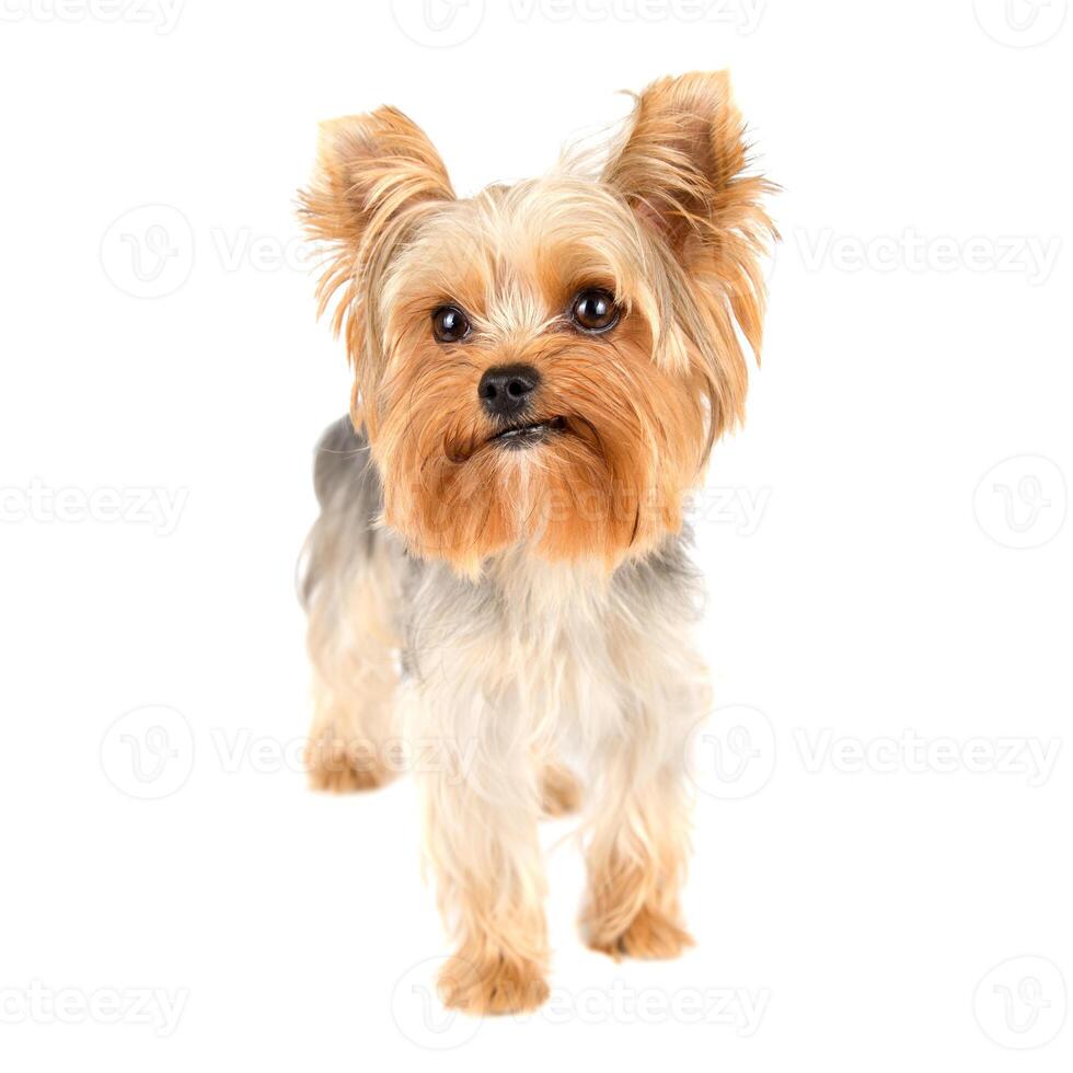 yorkshire terrier op wit foto