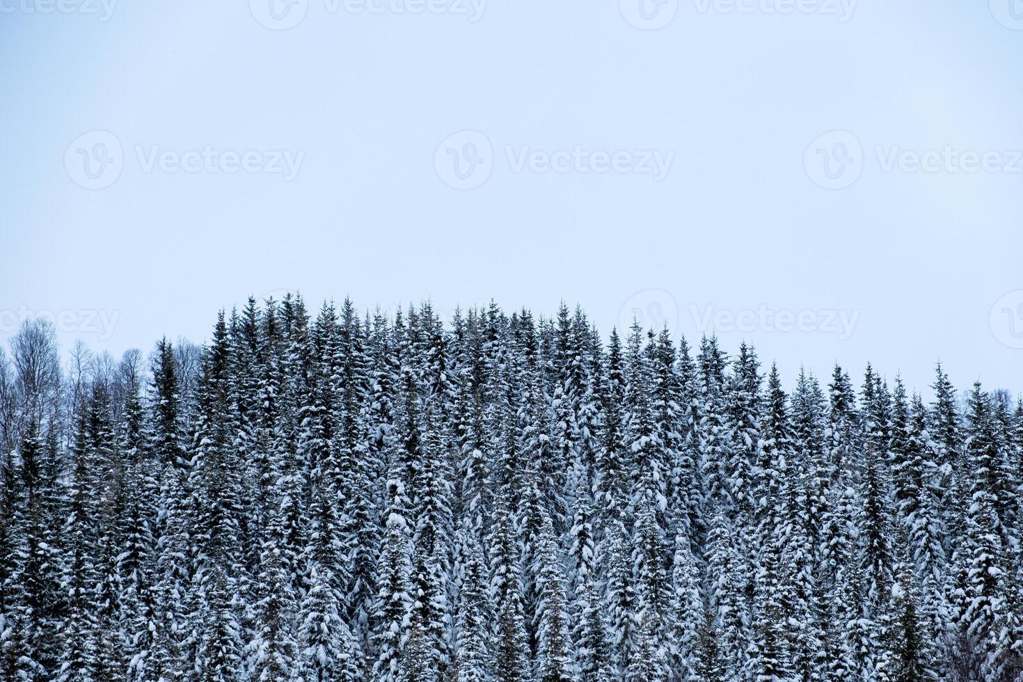 sneeuw gedekt Aan pijnboom Woud Aan heuvel foto