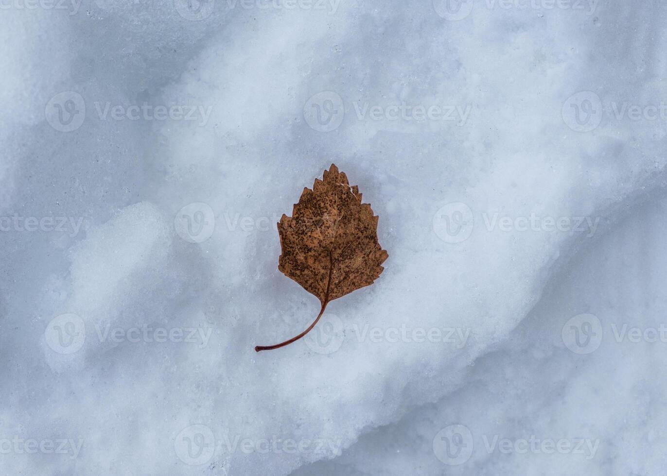 droog bruin blad Aan sneeuw foto