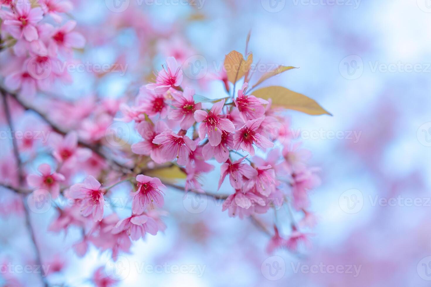 wild himalayan kers boom met roze bloem bloeiend in lente Aan landbouw veld- Bij phu lom zie foto