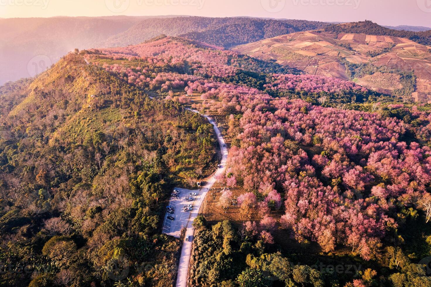 antenne visie van wild himalayan kers Woud bloeiend Aan berg heuvel en landelijk weg in de ochtend- Bij phu lom kijk, phu hin rong kla nationaal park foto