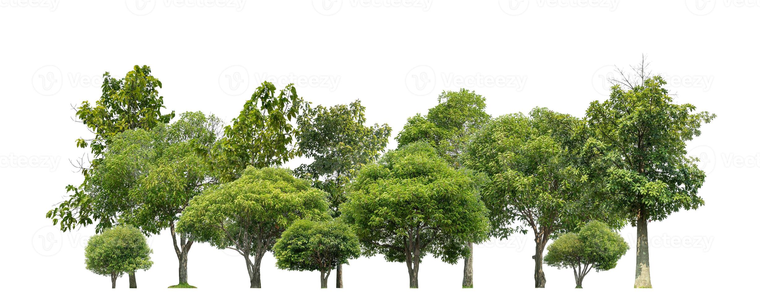 groen bomen geïsoleerd Aan wit achtergrond Woud en zomer gebladerte voor beide afdrukken en web met besnoeiing pad en alpha kanaal foto