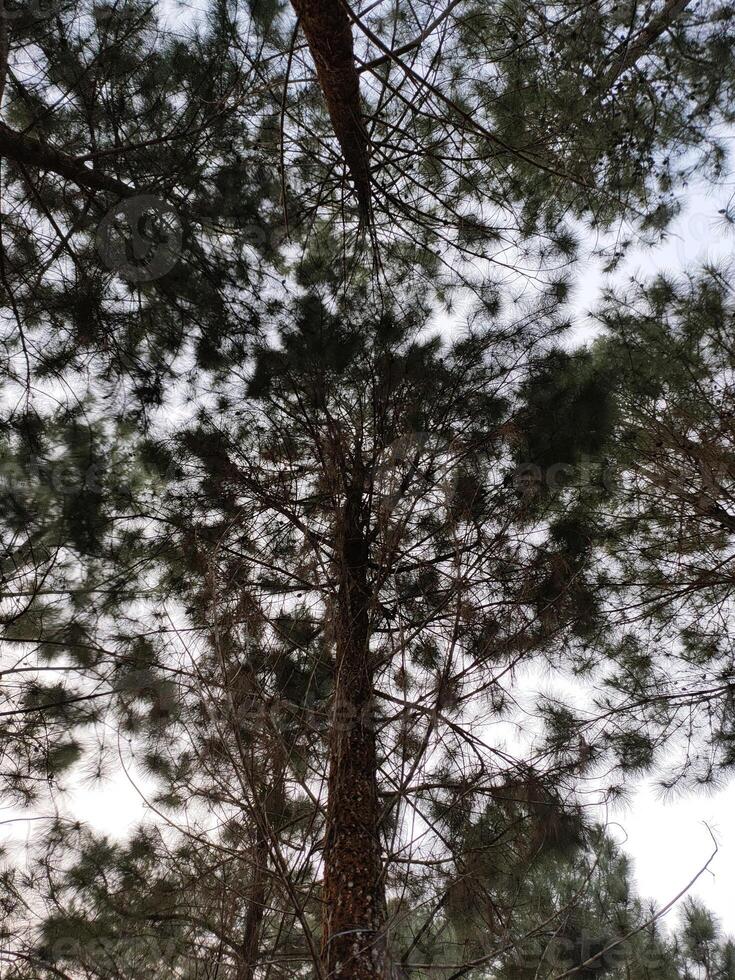 natuur afbeeldingen achtergrond foto