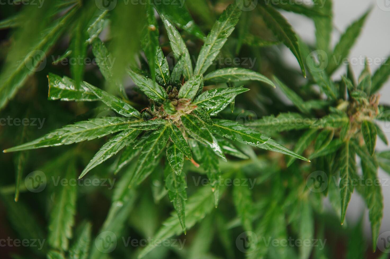 marihuana knop detailopname , marihuana macro foto