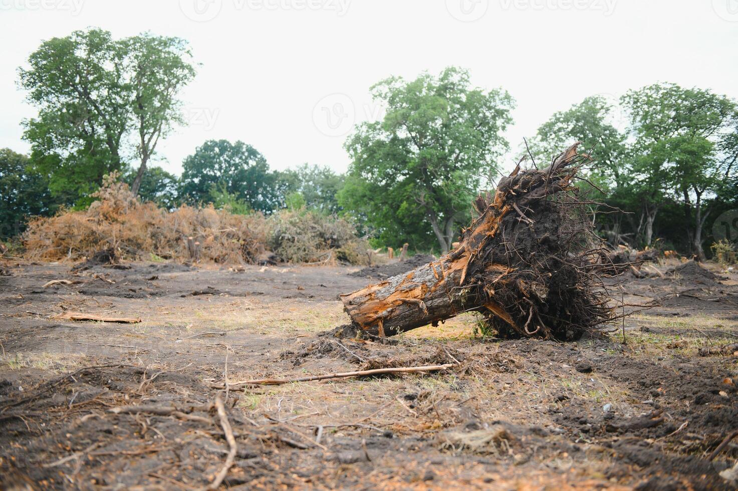 ontbossing van Woud natuur. ontbossing van Woud bomen. natuur Woud, takken en bomen. foto