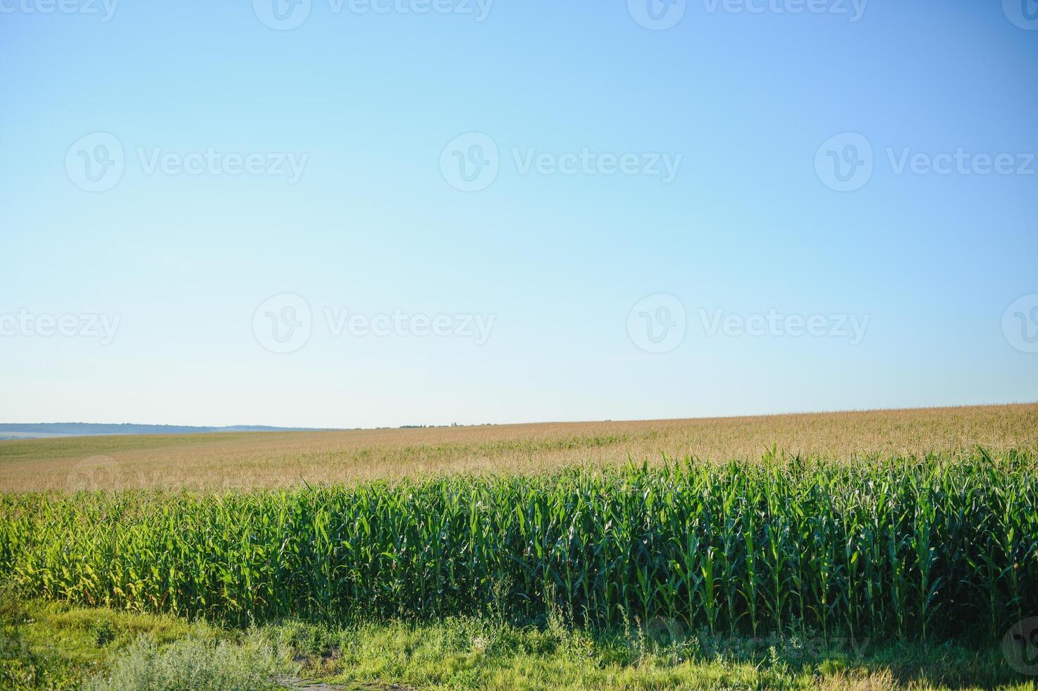 groen veld- van jong maïs onder de zonlicht foto