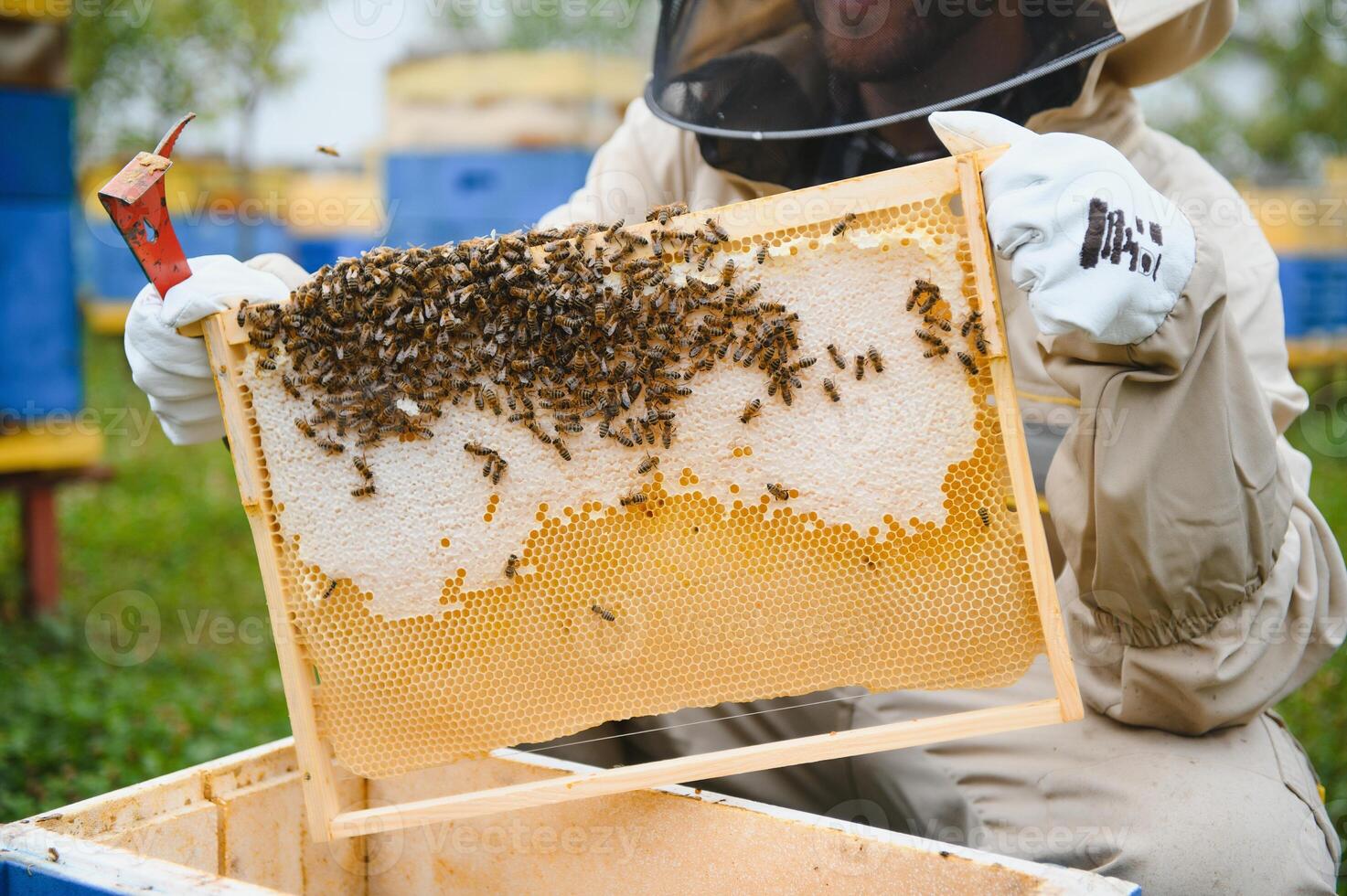 imker is werken met bijen en bijenkorven Aan bijenstal. bijen Aan honingraat. kaders van bij bijenkorf. bijenteelt. honing. gezond voedsel. natuurlijk producten. foto