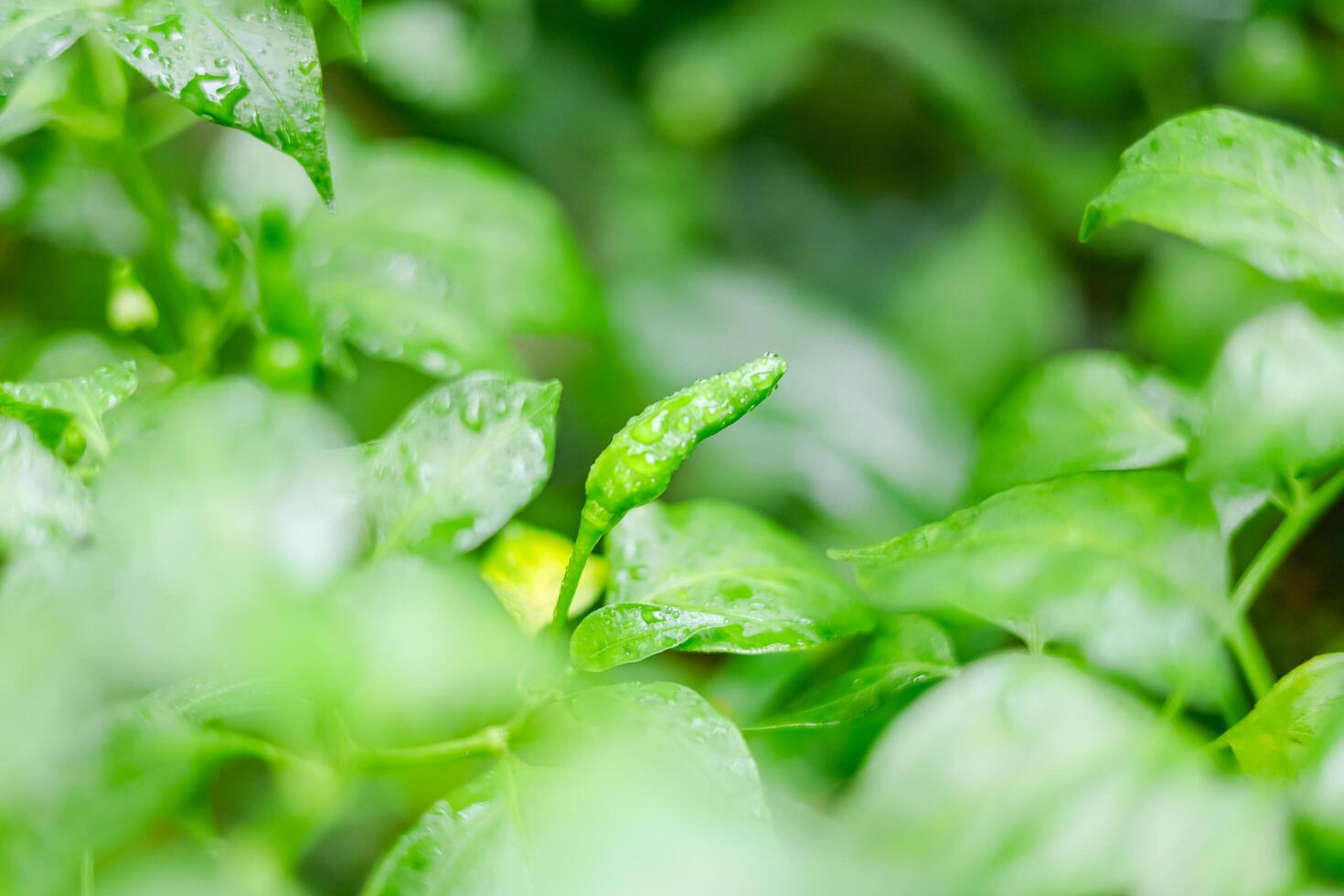 regen valt Aan groen Chili bladeren foto