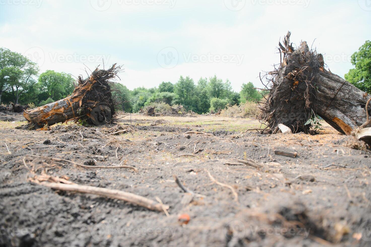 de concept van natuur bescherming. ontbossing. foto