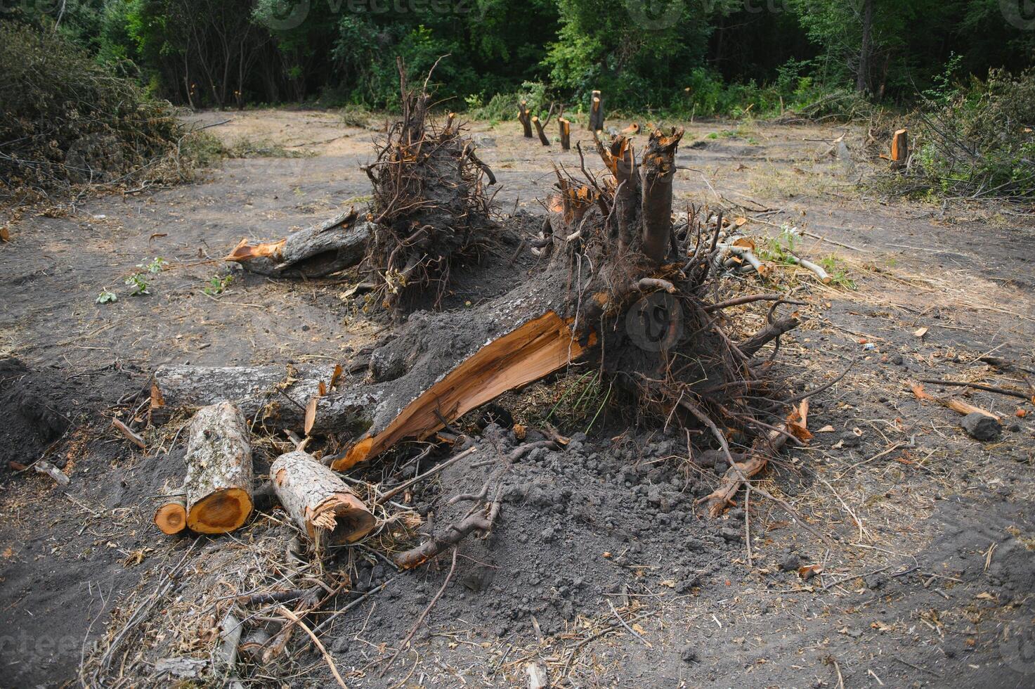 ontbossing concept. stomp van boom na snijdend Woud. foto