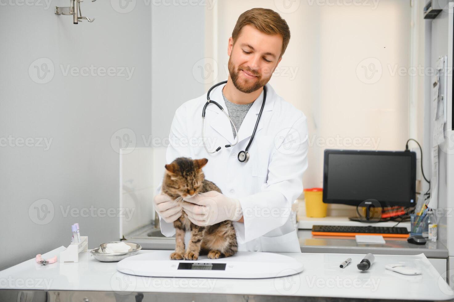 mannetje dokter, dierenarts, met een stethoscoop in veterinair kliniek voert examen en medisch examen van huiselijk kat, concept van medisch veterinair zorg, huisdier Gezondheid. foto