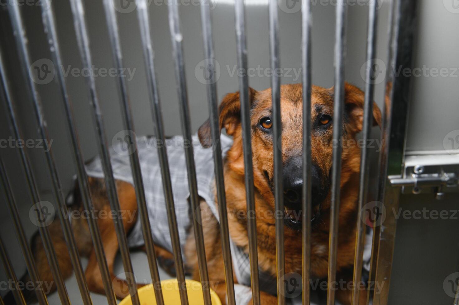 onderdak voor dakloos honden, aan het wachten voor een nieuw baasje. foto