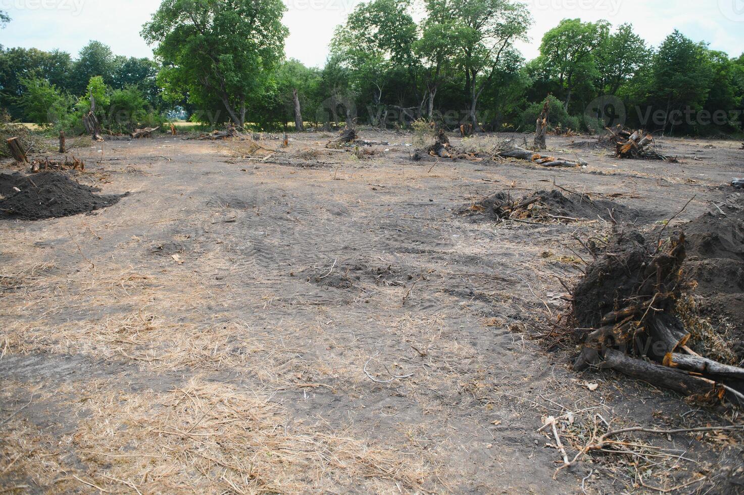 de concept van natuur bescherming. ontbossing. foto