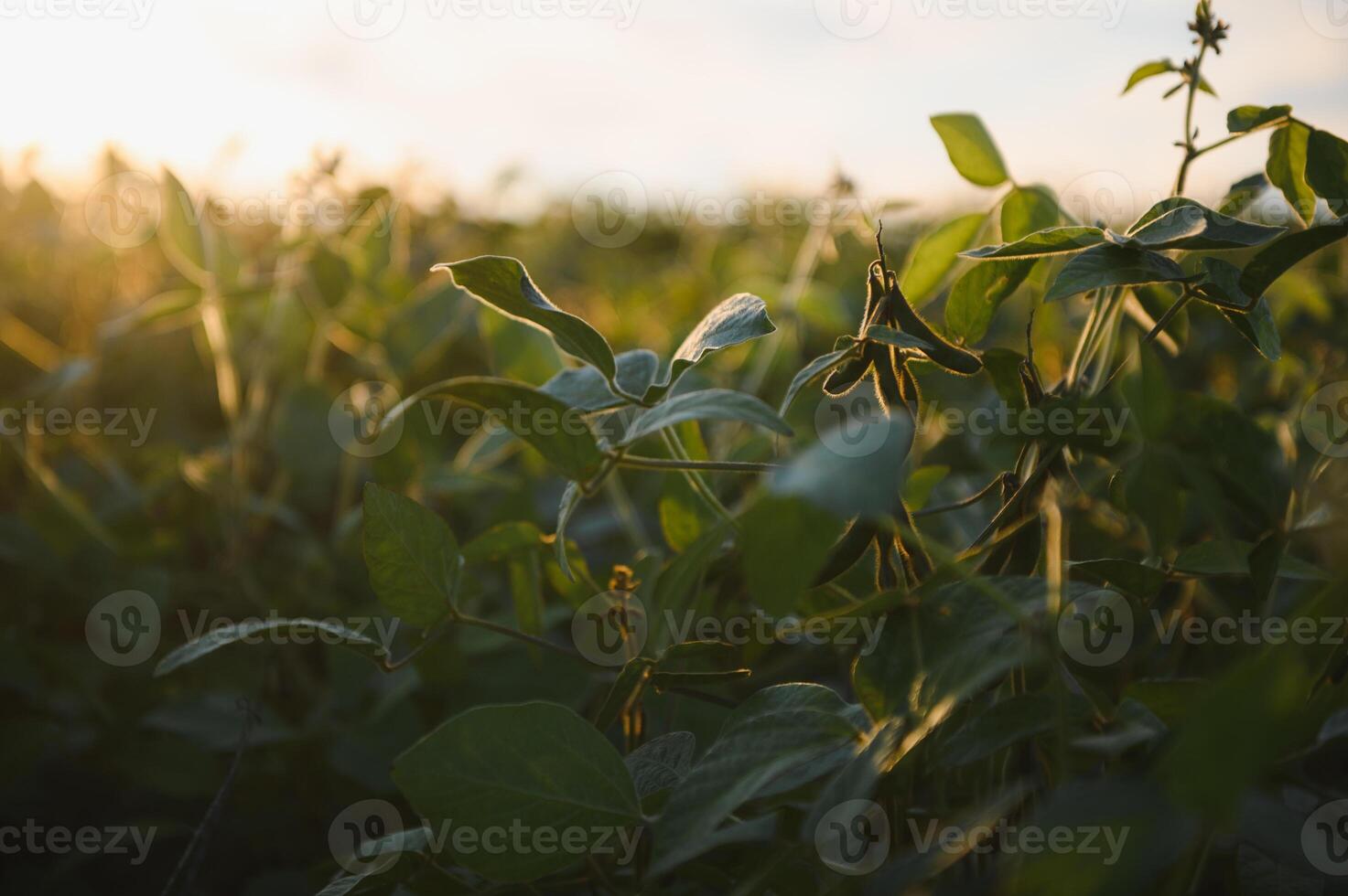 dichtbij omhoog van soja fabriek in gecultiveerd agrarisch veld, landbouw en Bijsnijden bescherming foto