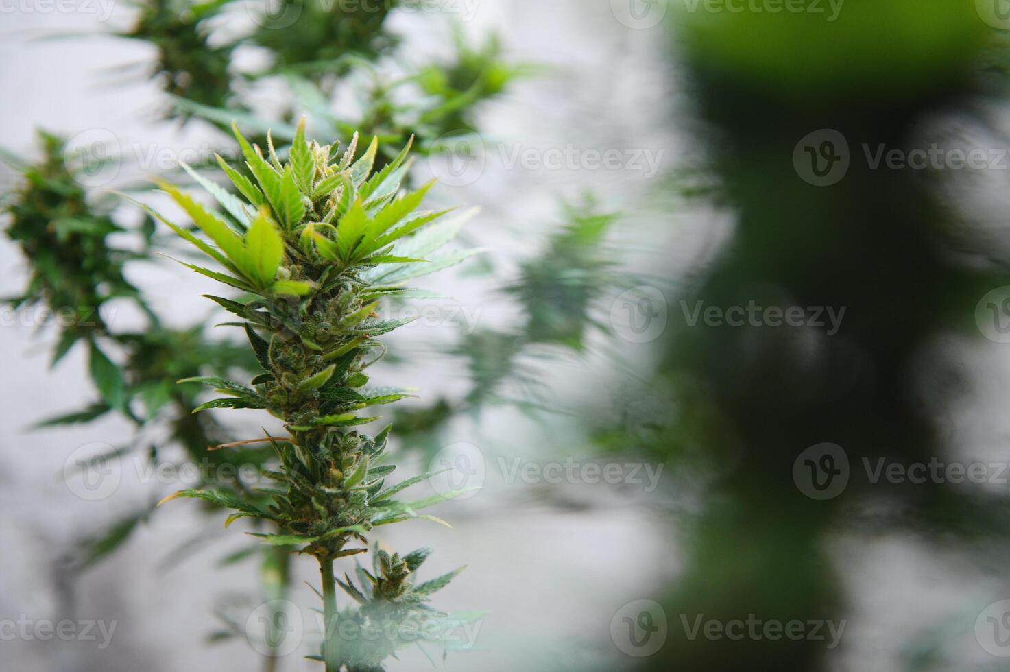 hennep, marihuana fabriek. groeit marihuana Bij huis voor medisch doeleinden foto