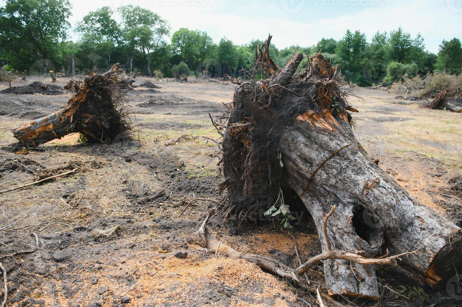 ontbossing concept. stomp van boom na snijdend Woud. foto