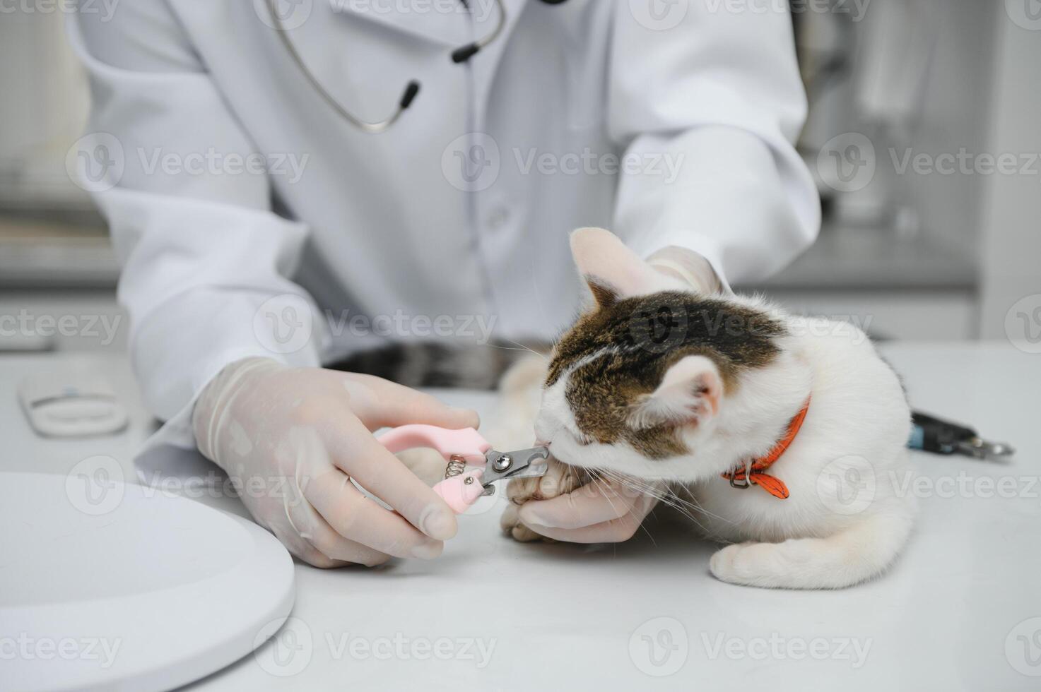 mannetje dokter, dierenarts, met een stethoscoop in veterinair kliniek voert examen en medisch examen van huiselijk kat, concept van medisch veterinair zorg, huisdier Gezondheid. foto