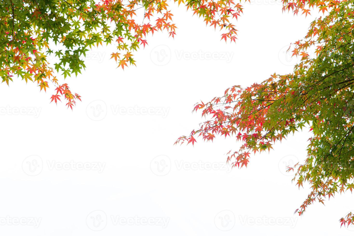 herfst rood en groen Japans esdoorn- blad Aan wit achtergrond. foto