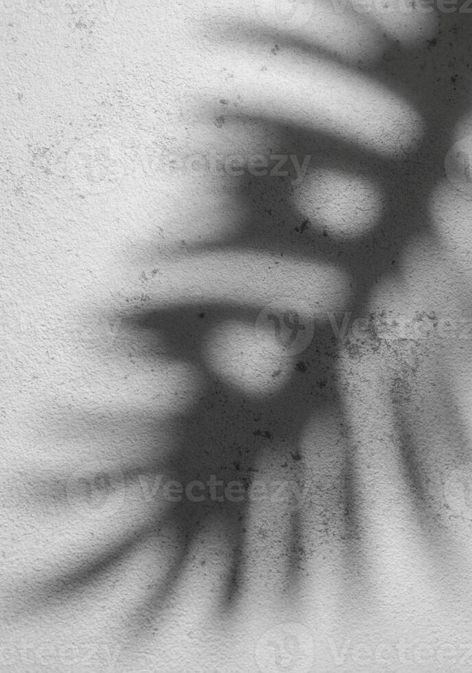 schaduw van een varen blad gips Aan een getextureerde wit muur gedurende daglicht foto