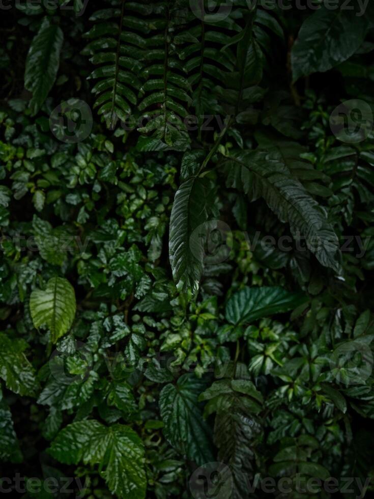 detailopname visie van weelderig groen tropisch regenwoud planten bloemen blad oerwoud wolk Woud bladeren in mindo Ecuador foto