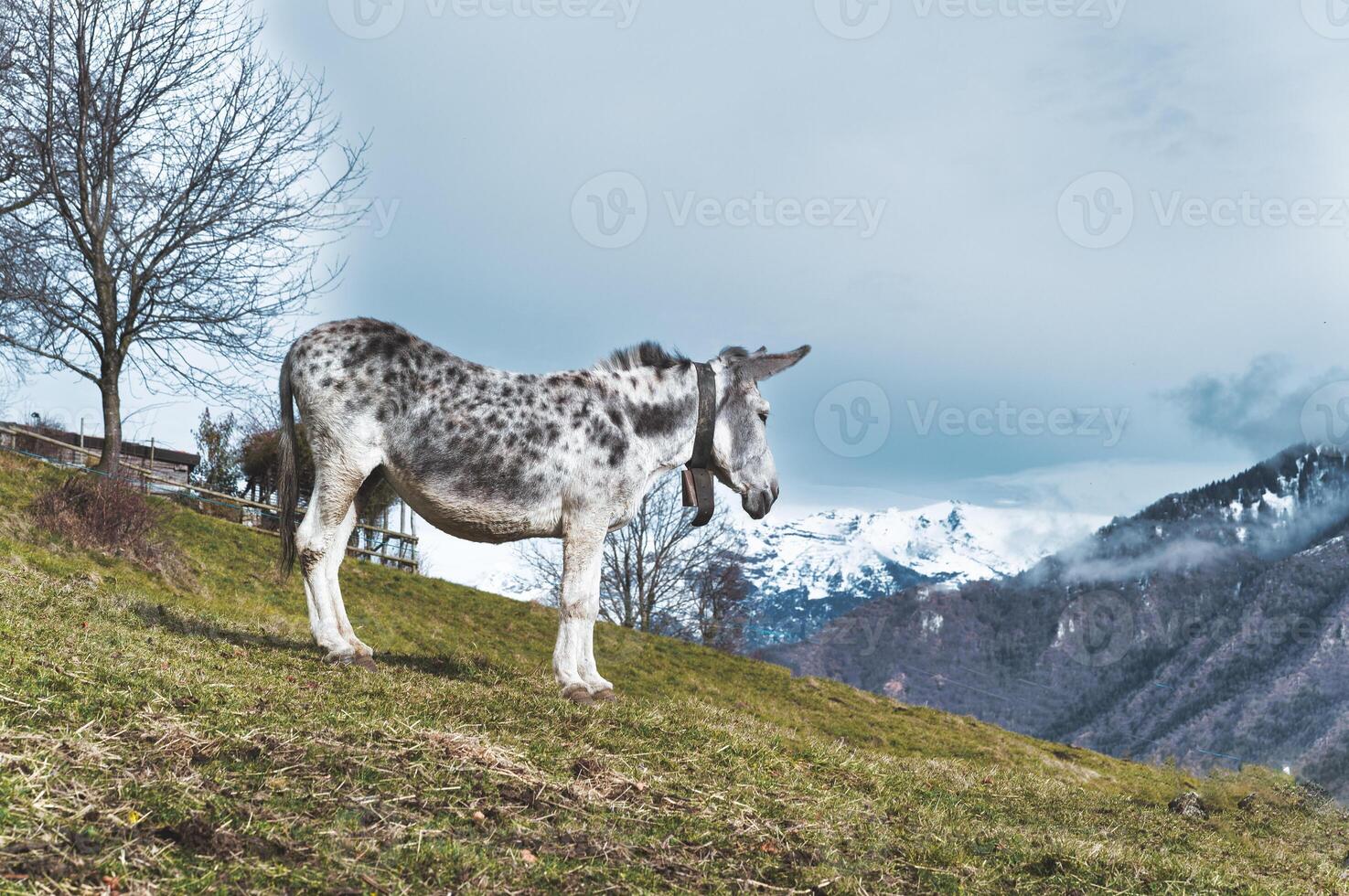 een gevlekte wit muilezel in de weide in de bergen foto