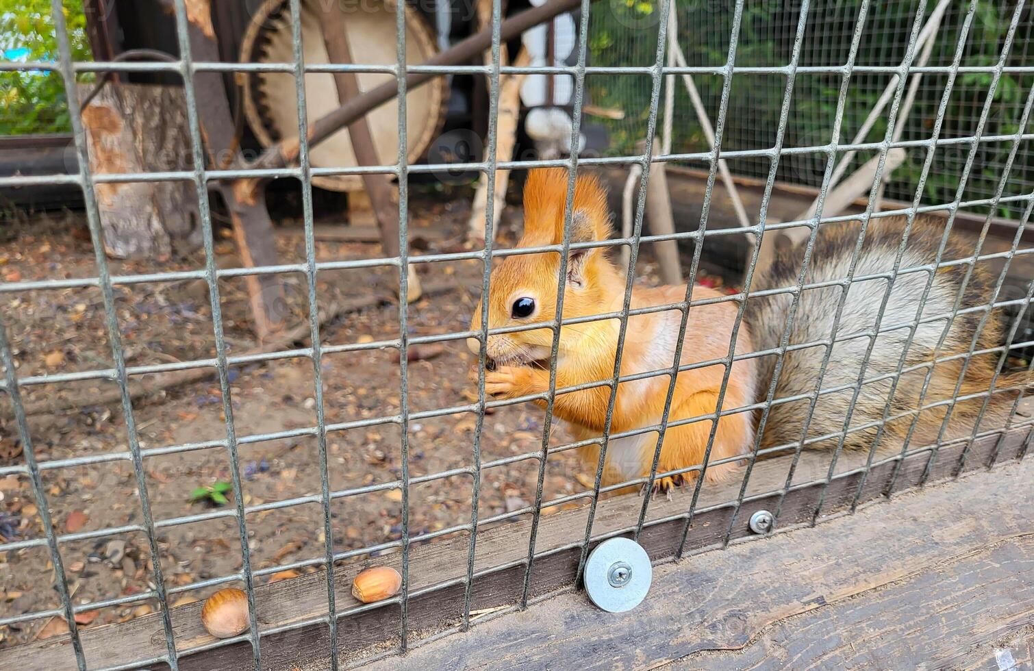 in de park, een klein rood eekhoorn is knagen een noot achter de bars van de volière. foto