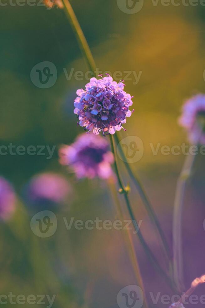 duivelsbeetjes in warm zonlicht opsluiten foto