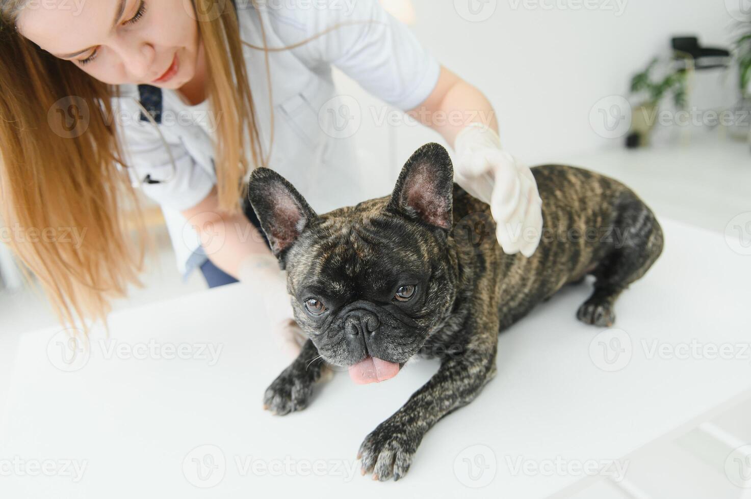 geneesmiddel, huisdier zorg en mensen concept - dichtbij omhoog van Frans bulldog hond en dierenarts dokter hand- Bij dierenarts kliniek. foto