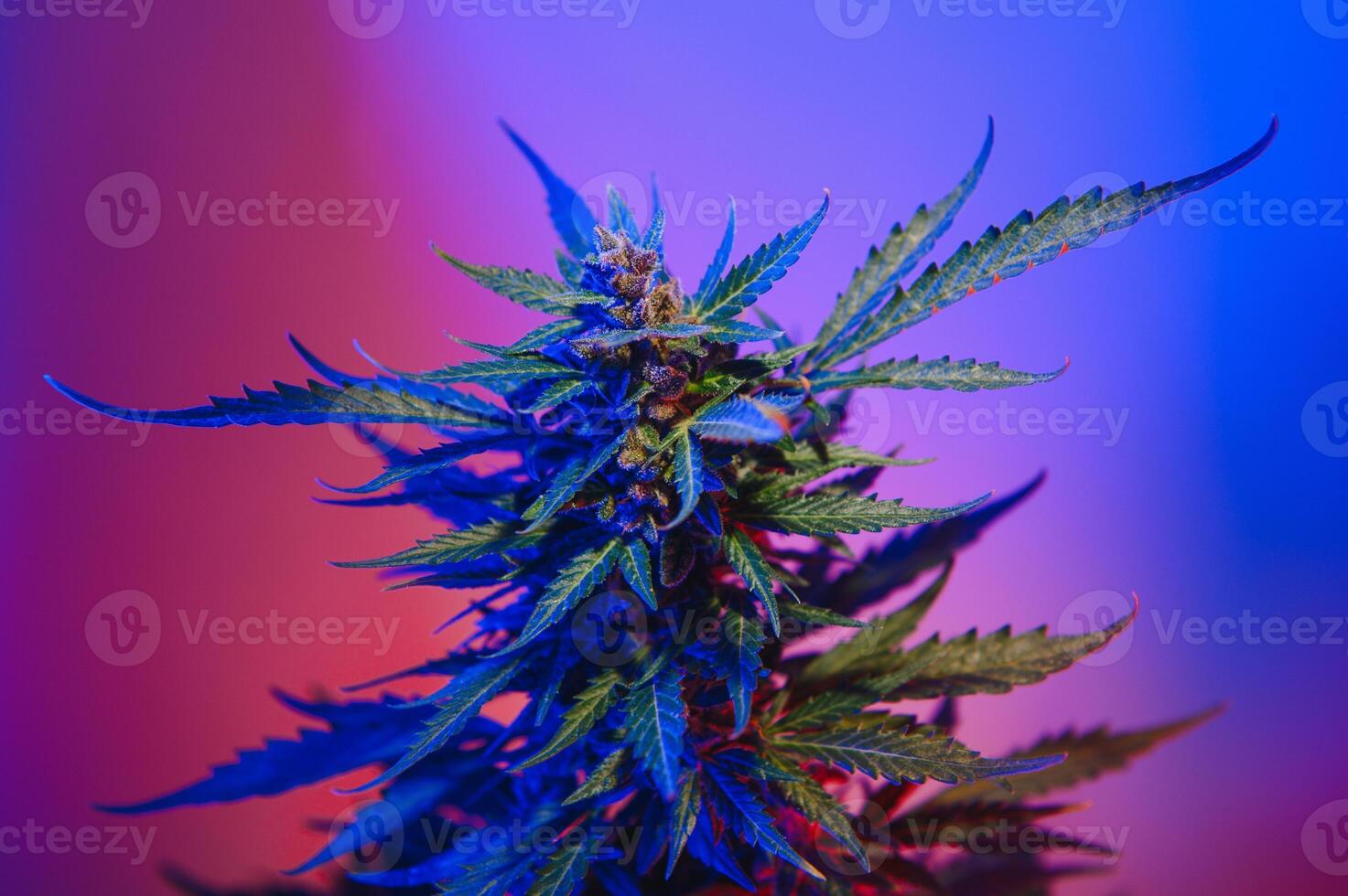 marihuana geneeskrachtig fabriek in licht pastel kleuren. een hennep struik met een romig roze Purper licht en een blauw groen tint. vers nieuw kijken kunst stijl van alternatief geneeskrachtig marihuana in fluorescerend licht. foto