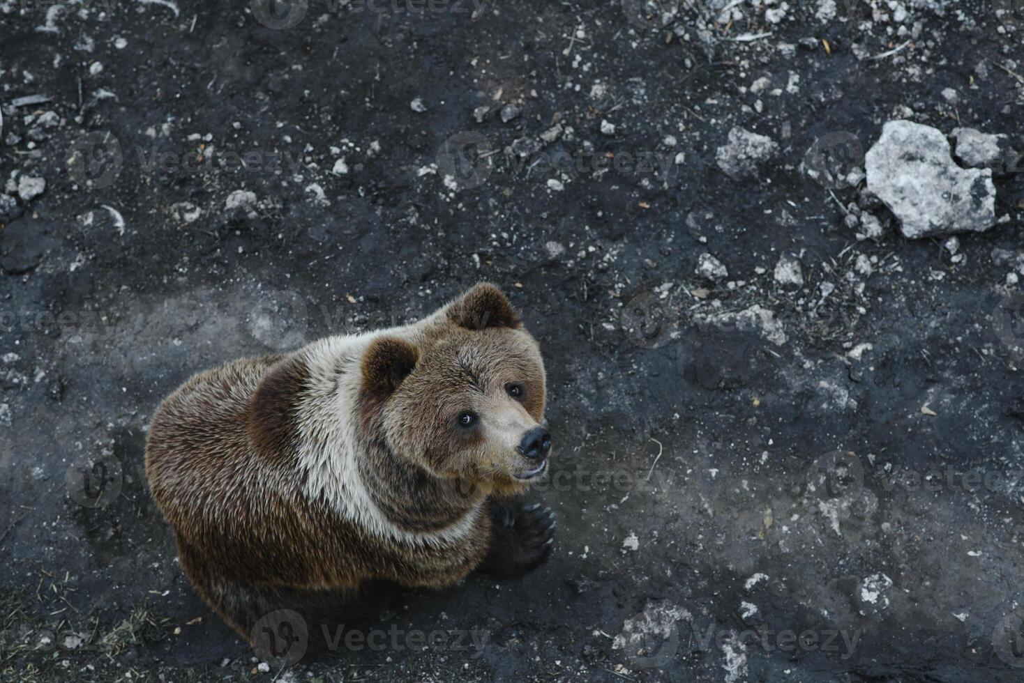 afbeelding van een groot bruin beer foto